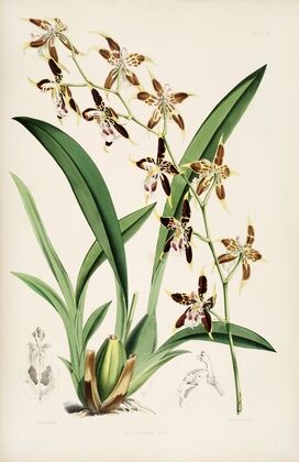 A monograph of Odontoglossum Pl.20