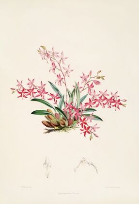 A monograph of Odontoglossum Pl.21