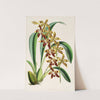 A monograph of Odontoglossum Pl.22 (1874) by James Bateman