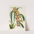 A monograph of Odontoglossum Pl.22 (1874) by James Bateman