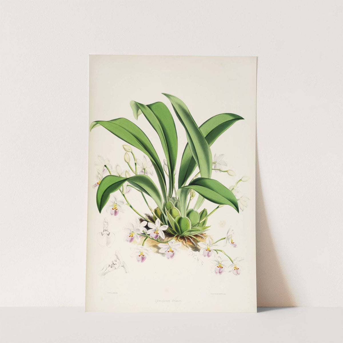 A monograph of Odontoglossum Pl.23 (1874) by James Bateman