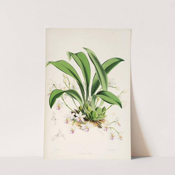 A monograph of Odontoglossum Pl.23 (1874) by James Bateman