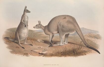 A monograph of the Macropodidae, or family of kangaroos Pl.01