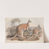 A monograph of the Macropodidae, or family of kangaroos Pl.02 by John Gould