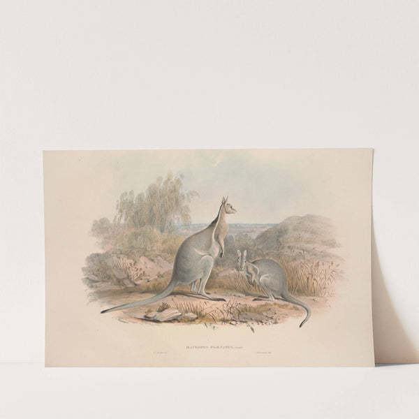 A monograph of the Macropodidae, or family of kangaroos Pl.03 by John Gould