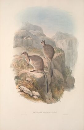 A monograph of the Macropodidae, or family of kangaroos Pl.06