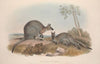 A monograph of the Macropodidae, or family of kangaroos Pl.07