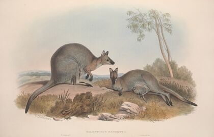 A monograph of the Macropodidae, or family of kangaroos Pl.07