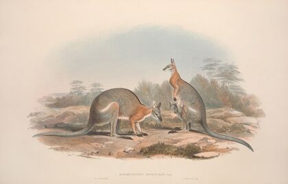 A monograph of the Macropodidae, or family of kangaroos Pl.08