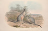 A monograph of the Macropodidae, or family of kangaroos Pl.09