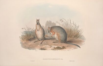 A monograph of the Macropodidae, or family of kangaroos Pl.11