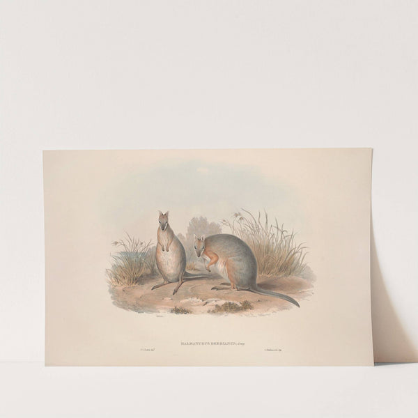 A monograph of the Macropodidae, or family of kangaroos Pl.11 by John Gould