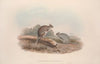 A monograph of the Macropodidae, or family of kangaroos Pl.12