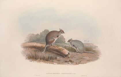 A monograph of the Macropodidae, or family of kangaroos Pl.12
