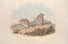 A monograph of the Macropodidae, or family of kangaroos Pl.13