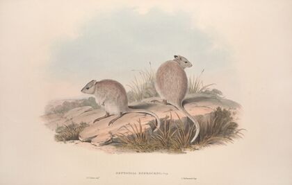 A monograph of the Macropodidae, or family of kangaroos Pl.13