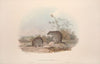 A monograph of the Macropodidae, or family of kangaroos Pl.15