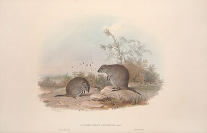 A monograph of the Macropodidae, or family of kangaroos Pl.15