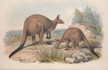 A monograph of the Macropodidae, or family of kangaroos Pl.16