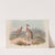A monograph of the Macropodidae, or family of kangaroos Pl.17 by John Gould