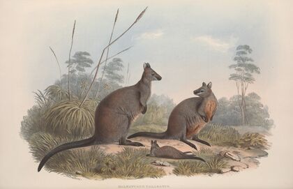 A monograph of the Macropodidae, or family of kangaroos Pl.18
