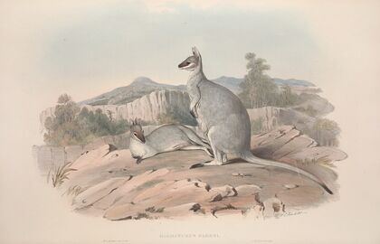 A monograph of the Macropodidae, or family of kangaroos Pl.19