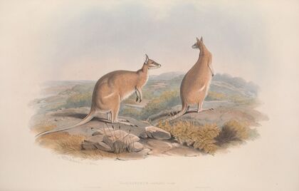 A monograph of the Macropodidae, or family of kangaroos Pl.20