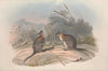 A monograph of the Macropodidae, or family of kangaroos Pl.21