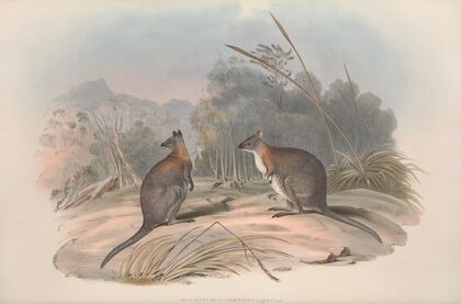 A monograph of the Macropodidae, or family of kangaroos Pl.21