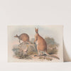 A monograph of the Macropodidae, or family of kangaroos Pl.22 by John Gould