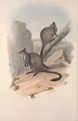 A monograph of the Macropodidae, or family of kangaroos Pl.23