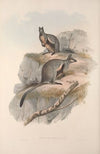 A monograph of the Macropodidae, or family of kangaroos Pl.24