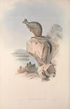 A monograph of the Macropodidae, or family of kangaroos Pl.25
