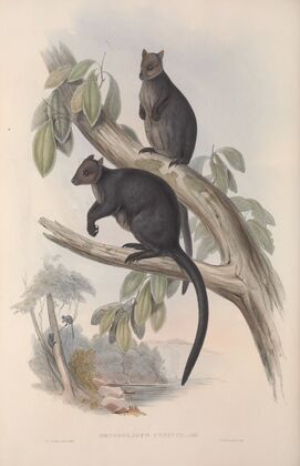 A monograph of the Macropodidae, or family of kangaroos Pl.26