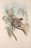 A monograph of the Macropodidae, or family of kangaroos Pl.27