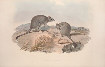 A monograph of the Macropodidae, or family of kangaroos Pl.29