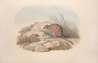 A monograph of the Macropodidae, or family of kangaroos Pl.30