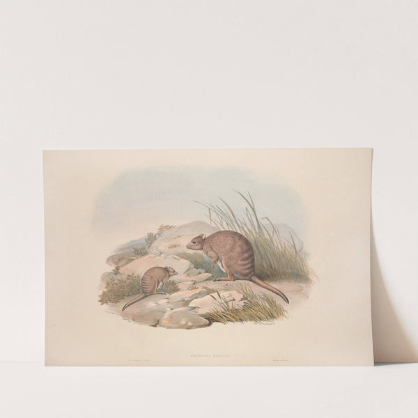 A monograph of the Macropodidae, or family of kangaroos Pl.30 by John Gould