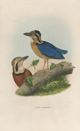 A monograph of the Pittidæ, or family of ant-thrushes Pl.05