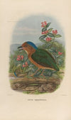 A monograph of the Pittidæ, or family of ant-thrushes Pl.08