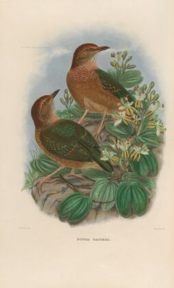 A monograph of the Pittidæ, or family of ant-thrushes Pl.10