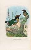 A monograph of the Pittidæ, or family of ant-thrushes Pl.11