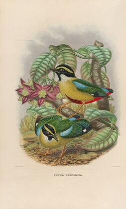 A monograph of the Pittidæ, or family of ant-thrushes Pl.12