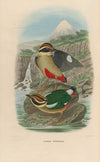 A monograph of the Pittidæ, or family of ant-thrushes Pl.14