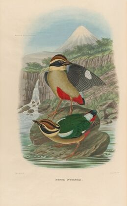 A monograph of the Pittidæ, or family of ant-thrushes Pl.14
