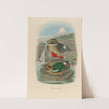 A monograph of the Pittidæ, or family of ant-thrushes Pl.14 by Daniel Giraud Elliot