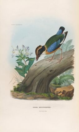A monograph of the Pittidæ, or family of ant-thrushes Pl.15