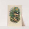 A monograph of the Pittidæ, or family of ant-thrushes Pl.18 by Daniel Giraud Elliot