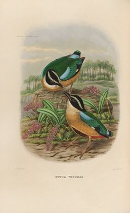 A monograph of the Pittidæ, or family of ant-thrushes Pl.19