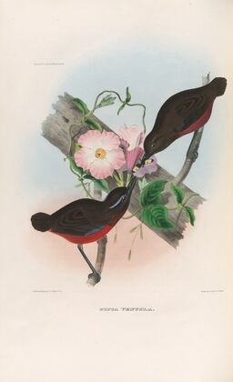 A monograph of the Pittidæ, or family of ant-thrushes Pl.21